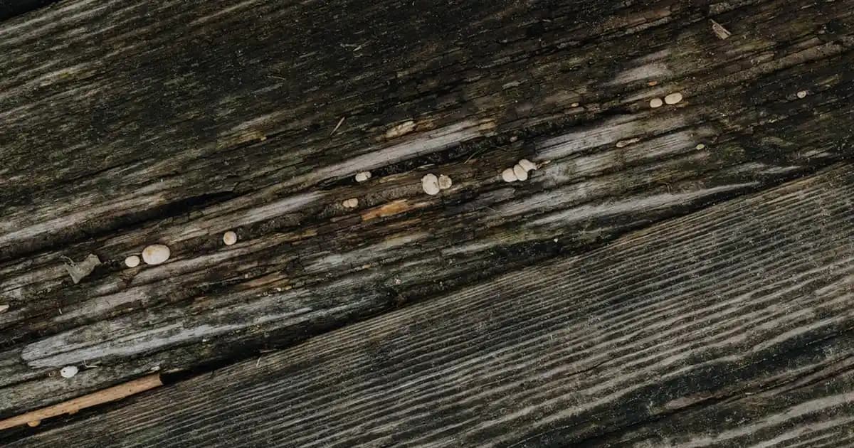 Nivea Fresh Comfort Serisiyle Günlük Bakımda Ferah ve Güçlü Bir Deneyim