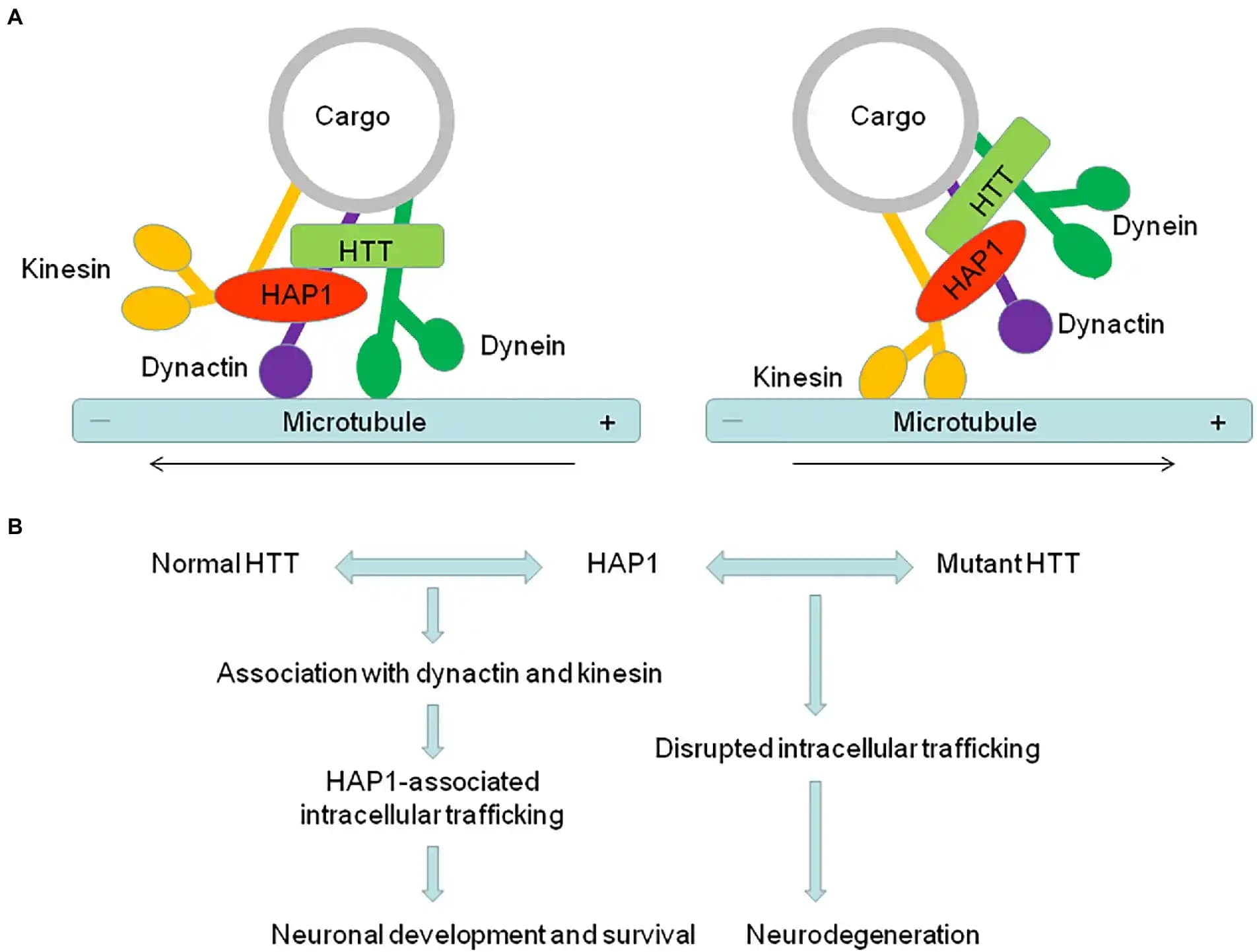 Protein Haplarının Kozmetik ve Kişisel Bakımda Artan Önemi ve Kullanım İpuçları