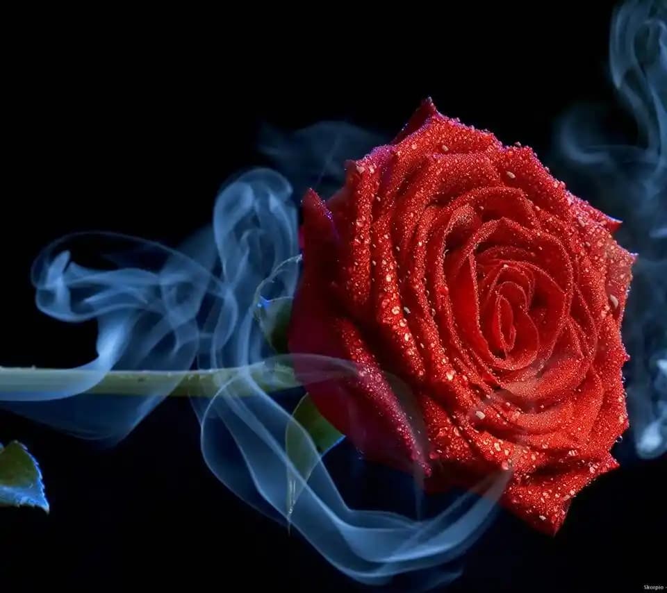 Rose Cool Nedir? Doğal İçerikli Ferahlatıcı Kişisel Bakım Ürünü Tanıtımı ve Kullanım İpuçları