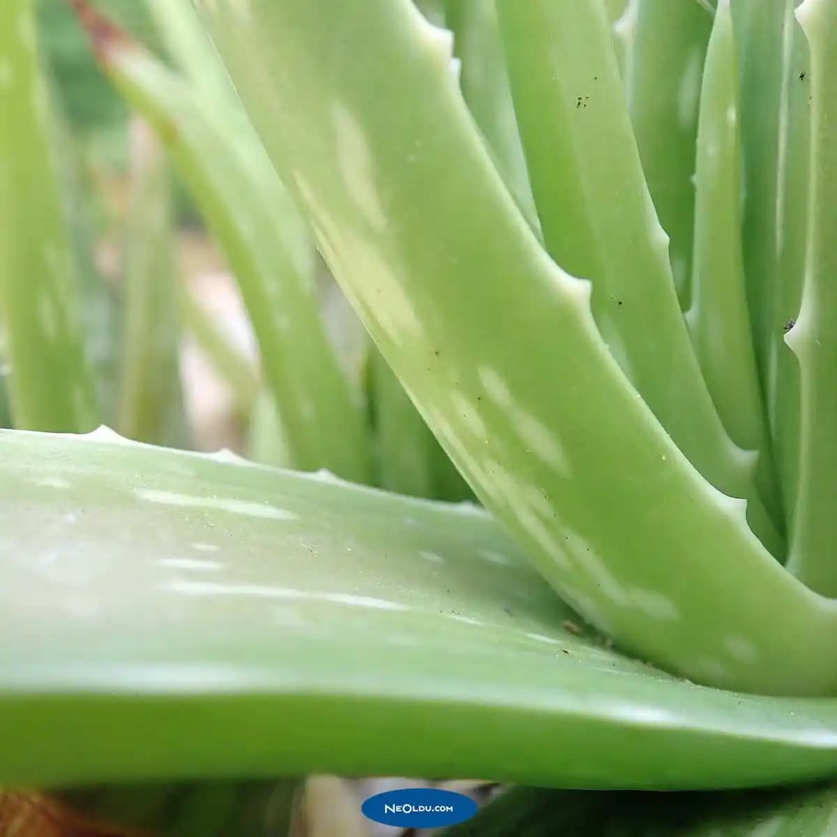 Saç Dökülmesine Karşı Doğal Bitkisel Çözümler ve Saç Sağlığını Destekleyen Yöntemler