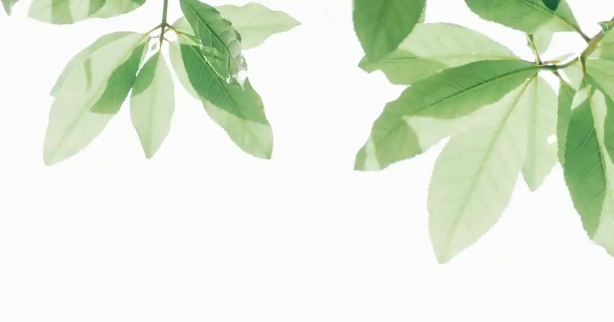 Saç Nemlendirici Yağlar ile Sağlıklı ve Parlak Saçlara Doğal Çözüm