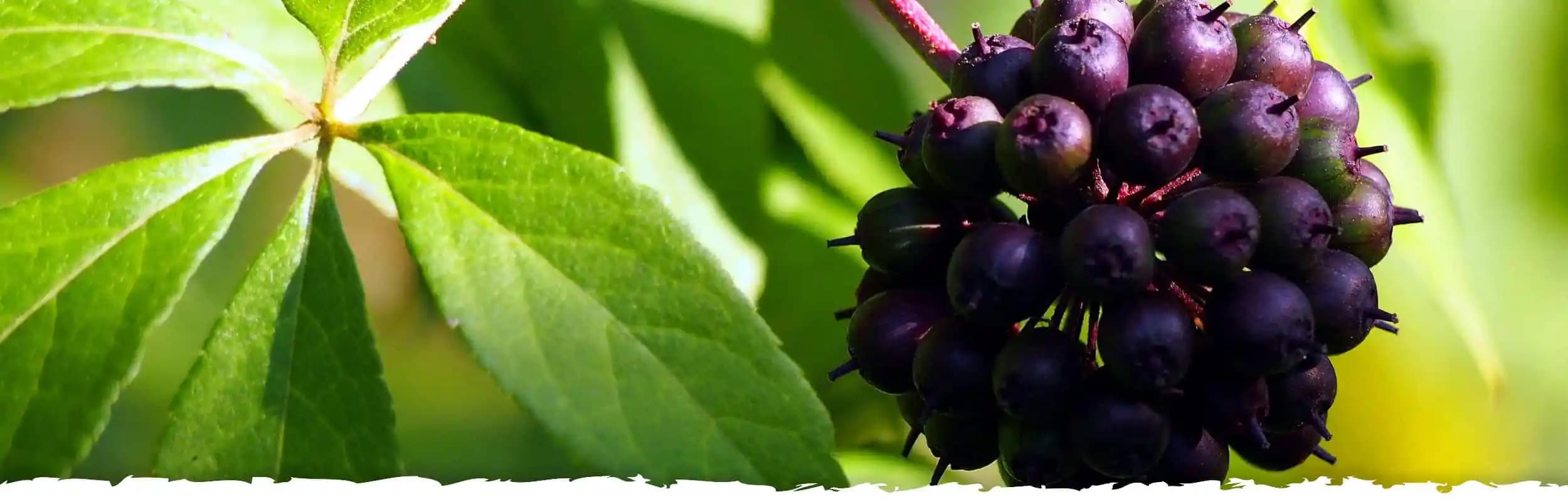 Siberian Ginseng'in Sağlık ve Güzellik Üzerindeki Faydaları ve Kullanım Alanları