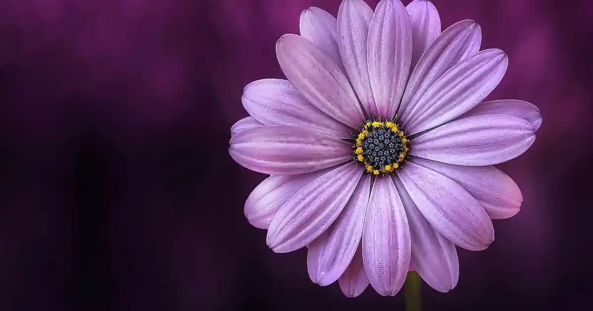 Velavit Vital Kolajen ile Cilt Sağlığını Destekleyen Güçlü Takviye Ürünü