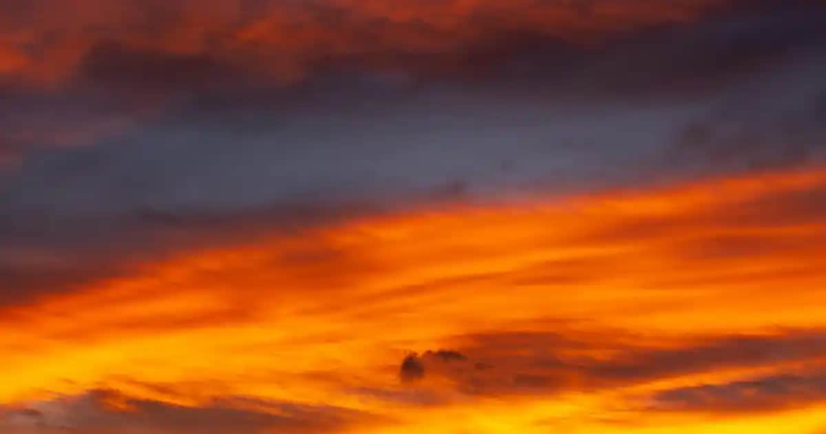 Zade Vital Siyah Kimyon Yağı: Doğal Güzellik ve Sağlık İçin Güçlü Bir Destek