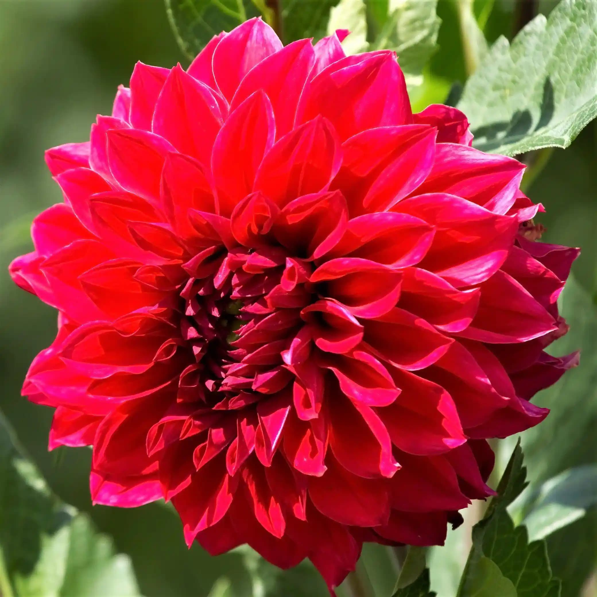 Kırmızı Dahlias: Bahçe ve Kozmetik Dünyasında Çarpıcı Renk ve Anlam Yaratıcıları
