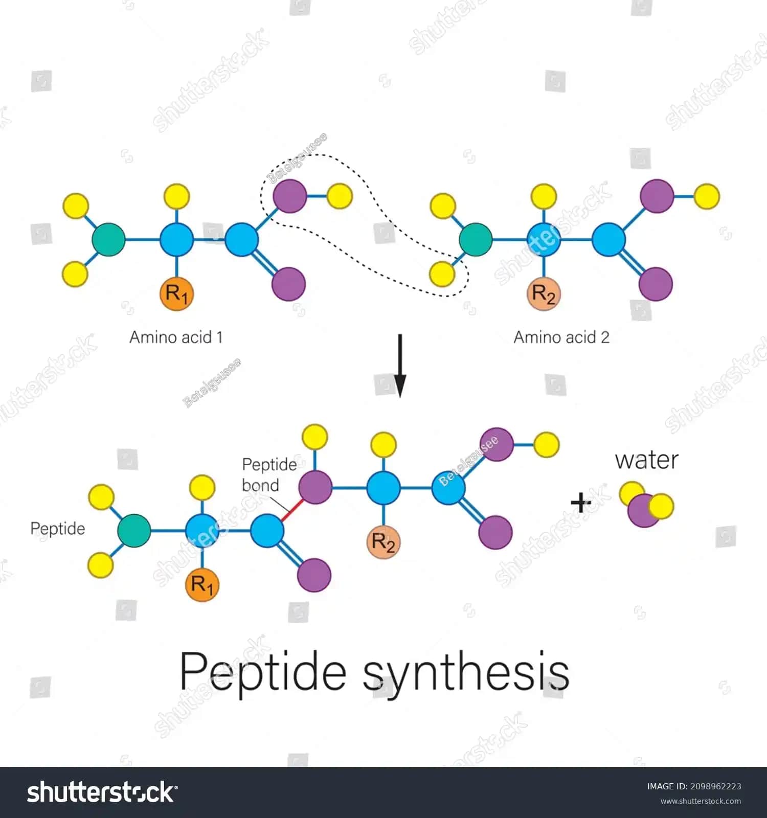 Kozmetik Alanda Peptitlerin Gücü: Cilt Yenileme ve Gençleştirme İçin Temel Unsurlar