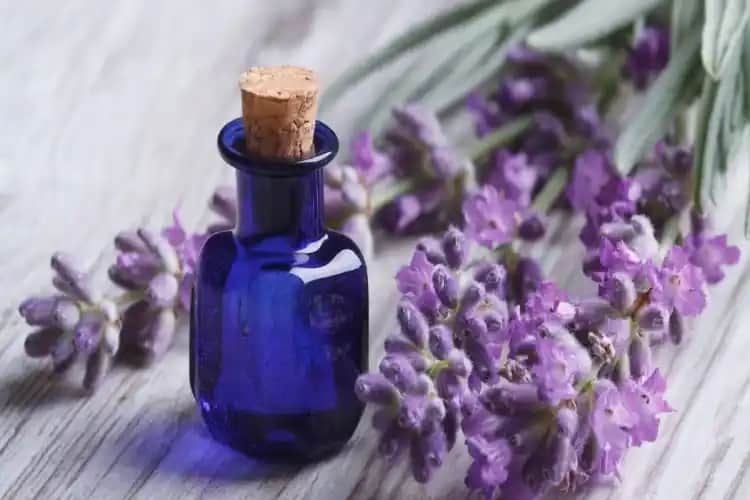 Lavanta Yağı Kullanımı ve Bebekler İçin Güvenlik İpuçları