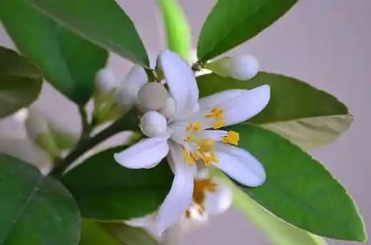 Limon Çiçeğinin Kozmetik Sektöründeki Yeri ve Faydaları