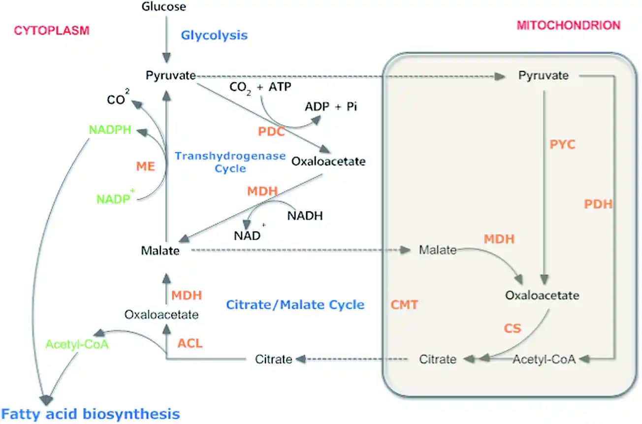 Malik Enzim: Kozmetik ve Sağlık Alanında Yenilikçi Bir Bileşen