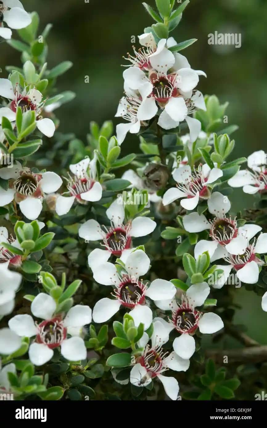 Manuka Ağacı ve Ürünlerinin Kozmetik Sektöründeki Yeri ve Sürdürülebilir Kullanımı