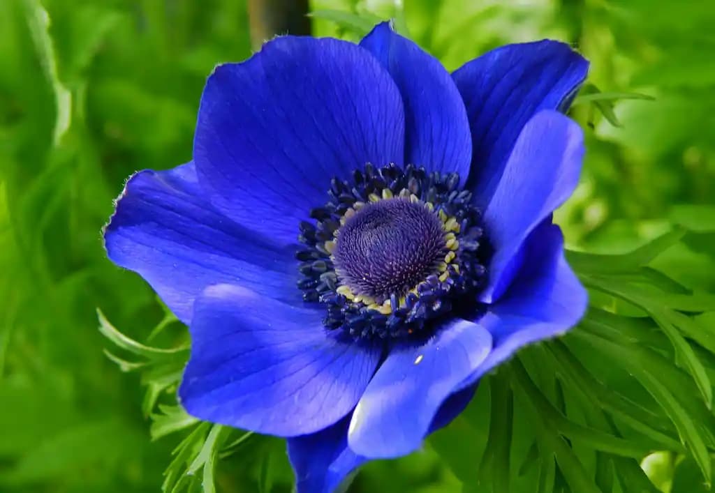 Mavi Anemon Çiçeğinin Kozmetik Sektöründeki Kullanımı ve Faydaları