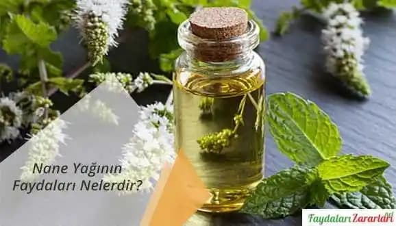 Nane Yaprağı Yağı Fayda ve Kullanım Alanları: Kozmetik ve Sağlıkta Doğal Çözümler