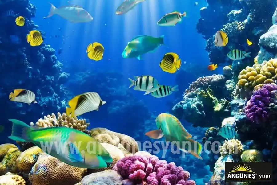 Ocean Balık Yağı: Kozmetik ve Sağlıkta Doğal Güç Sağlayan Yüksek Kaliteli İçerik