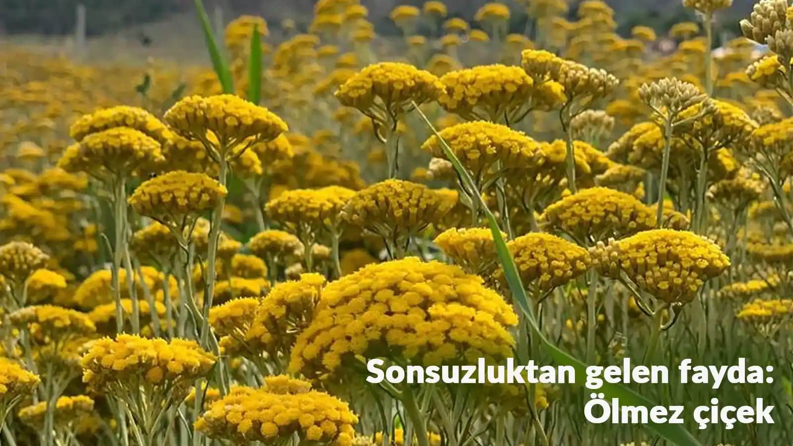 Ölmez Çiçeği Faydaları ve Kozmetik Kullanımları Hakkında Detaylı Bilgi