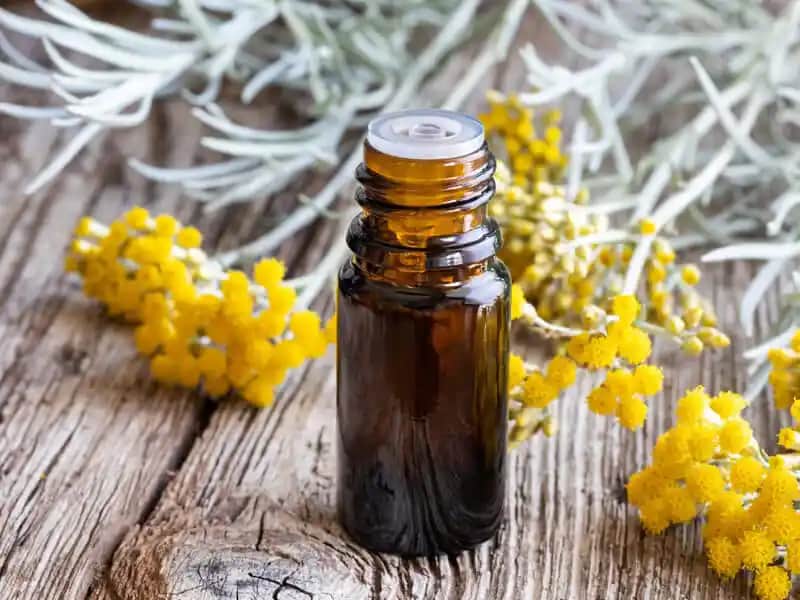 Ölmez Çiçeği Yağı Nedir, Faydaları ve Kullanım Yöntemleri Hakkında Detaylı Bilgi