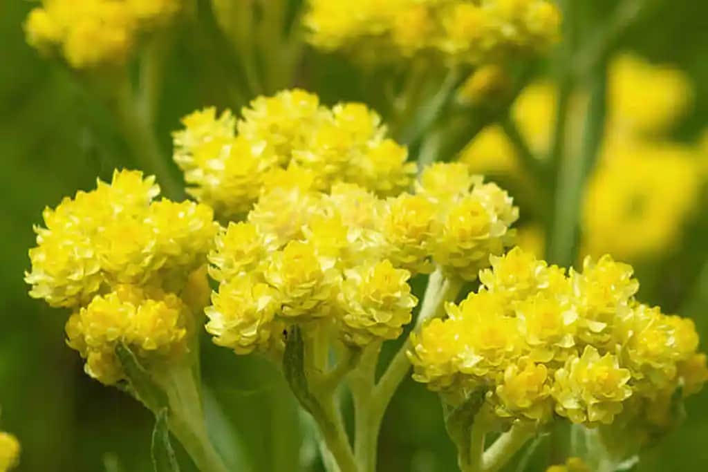 Ölmez Çiçek Nedir? Kozmetik ve Sağlıkta Kullanım Alanları ile Doğal Güzellik Sırları