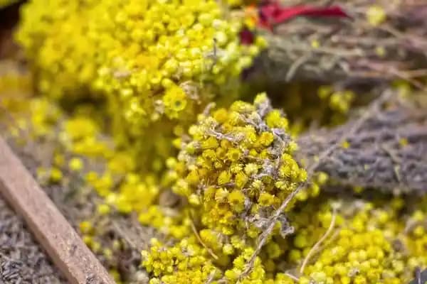 Ölmez Otu Nedir Faydaları ve Kozmetik Uygulamalarda Kullanım Alanları