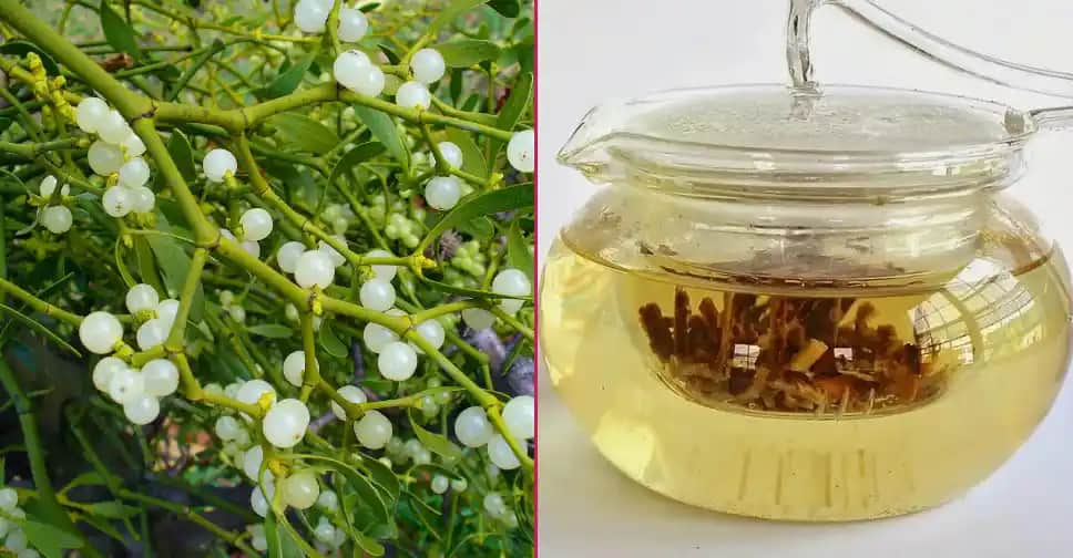 Ölmez Otu Nedir? Kozmetik Kullanımı ve Cilt Güzelliğine Faydaları