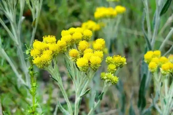 Ölmez Otu Nedir? Kozmetik ve Sağlık Faydalarıyla Doğal Güzellik Rehberi