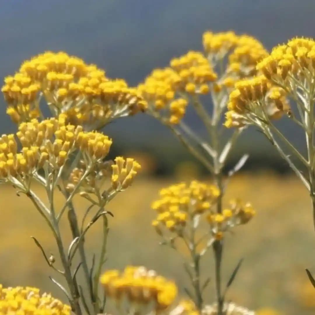 Ölmez Otu Nedir? Kozmetik ve Sağlıkta Kullanım Alanları Hakkında Detaylı Bilgi