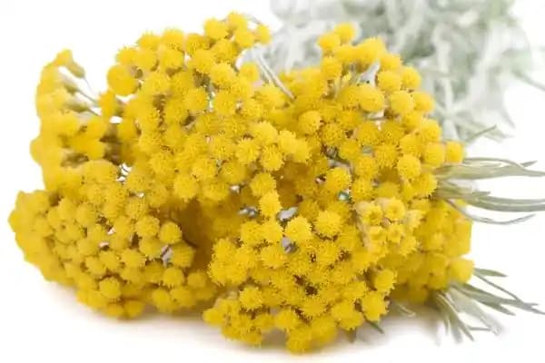 Ölümsüz Otun Kozmetik ve Sağlık Alanındaki Değeri ve Kullanım Alanları