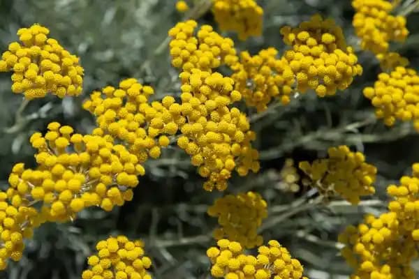 Ölümsüzlük Çiçeği Kozmetikte Kullanımı ve Güzellikte Sağladığı Fırsatlar