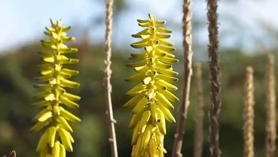 Ölümsüzlük Otunun Kozmetik Sektöründeki Yeri ve Faydaları Analizi
