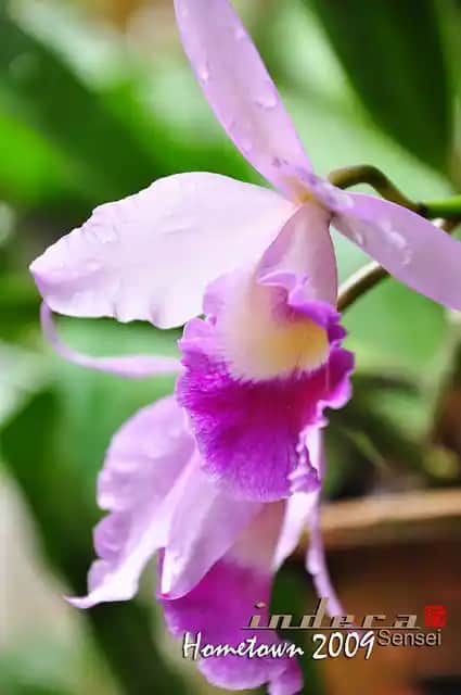 Orkide Çeşitleri ve Bakımı: Zarif ve Şık Bitki Türleri Hakkında Kapsamlı Rehber