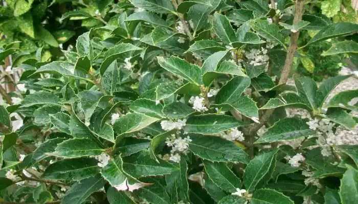 Osmanthus Nedir ve Kozmetik Sektöründe Nasıl Kullanılır