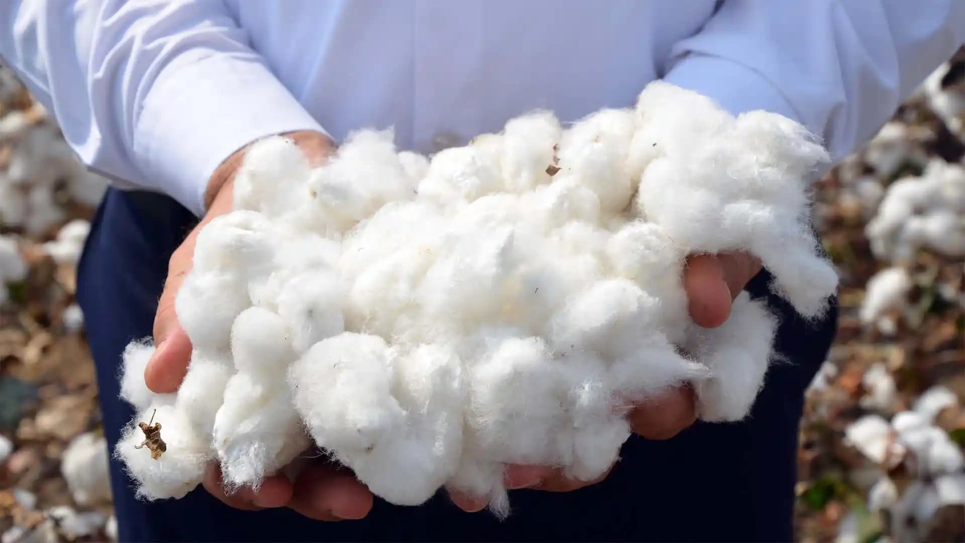 Pamuk Yağı: Kozmetik ve Sağlık Alanında Çok Yönlü Kullanımlarıyla Doğal Bir Mucize