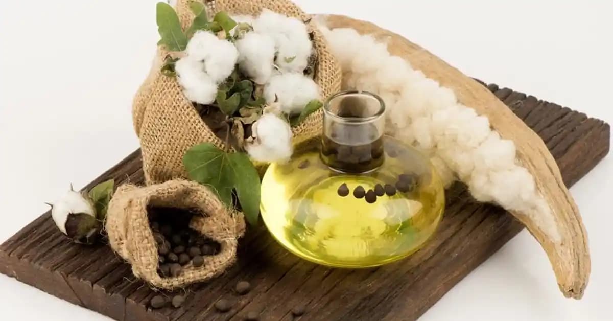 Pamuk Yağı Kullanım Alanları ve Faydaları Kozmetik ve Gıda Sektöründe