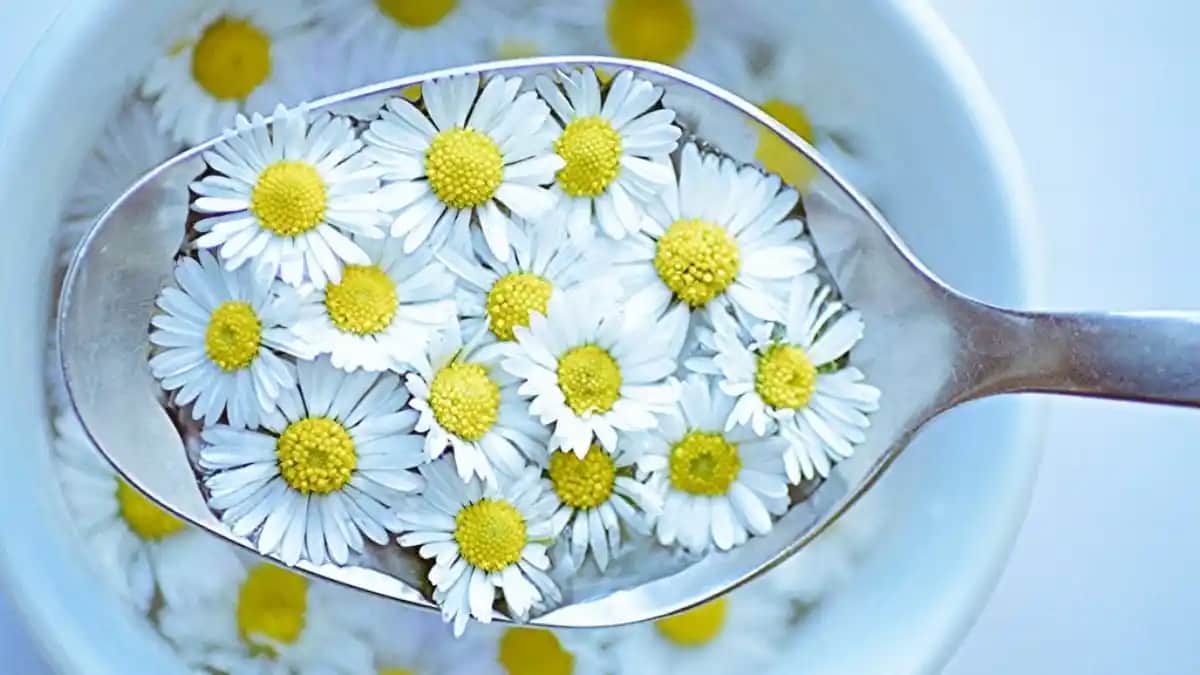 Papatya Suyu ve Kozmetik Dünyasında Doğal Güzellik Sırları Analizi