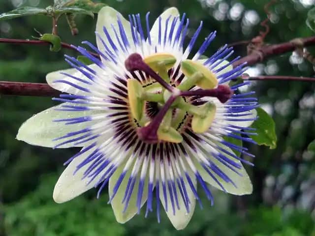 Passiflora Kaç Yaşında Kullanılır ve Güvenli Kullanım Yöntemleri