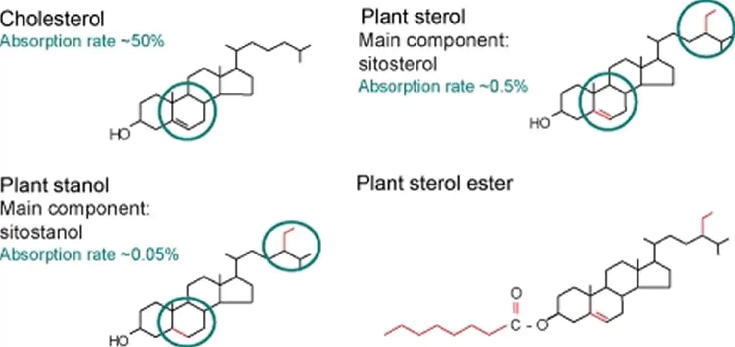 Phytosterol Nedir? Kozmetik ve Sağlık Alanındaki Önemi Hakkında Detaylı Bilgi