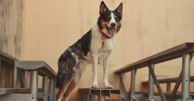 Pierre d'Alun Nedir ve Doğal Kozmetikteki Çok Yönlü Kullanım Alanları