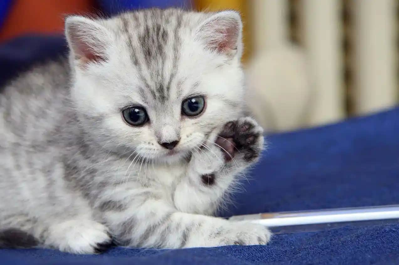 Pişik Nedir? Kozmetik ve Cilt Sağlığı Açısından Detaylı İnceleme ve Önleme Yöntemleri