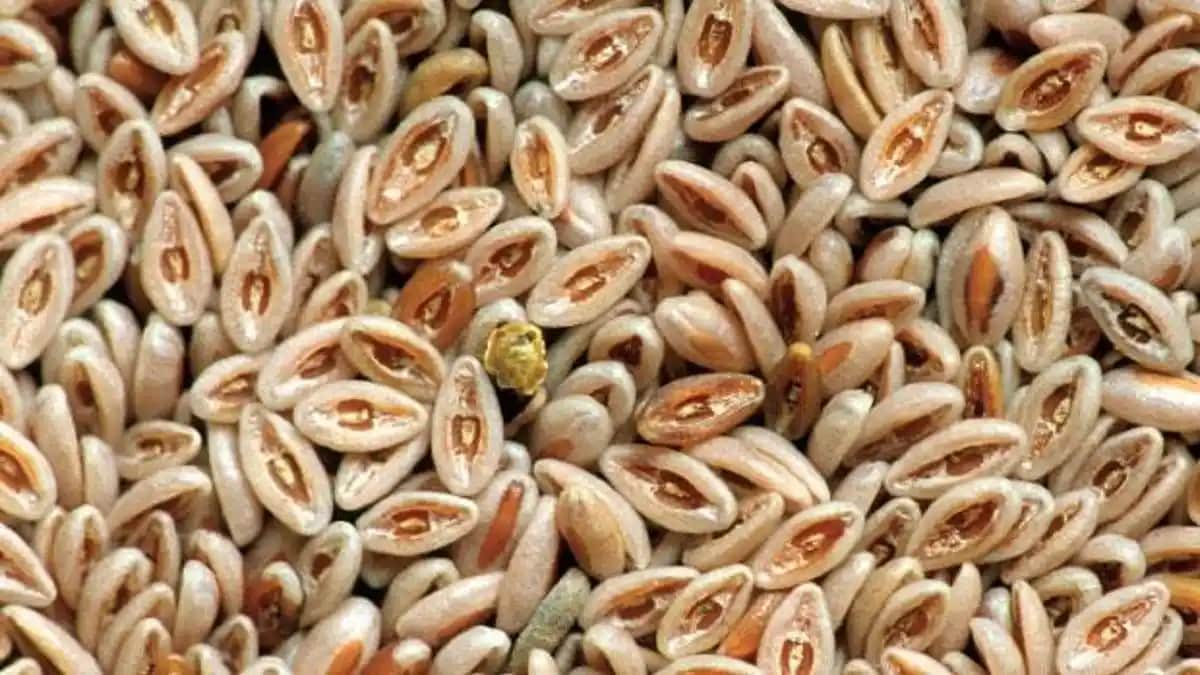 Pisilyum Nedir ve Sağlık ile Kozmetik Alanındaki Farklı Kullanım Alanları