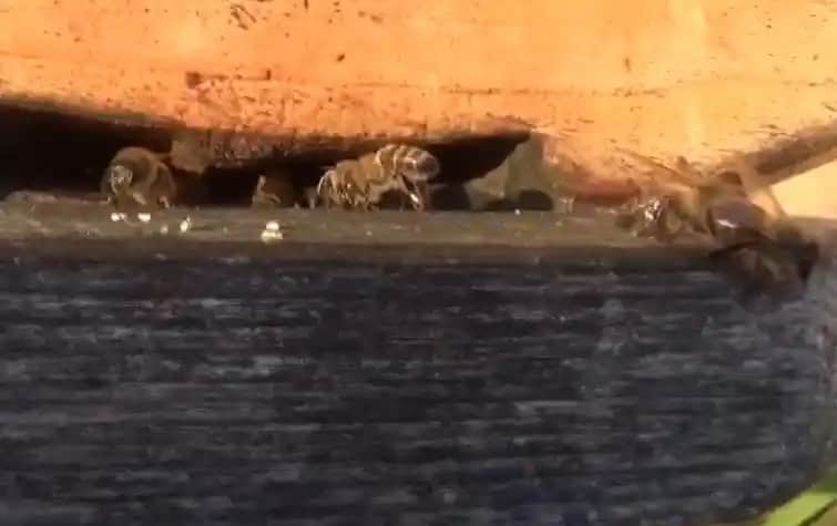 Propolis Nerede Satılır ve Güvenilir Alım İçin En İyi Adresler Nelerdir