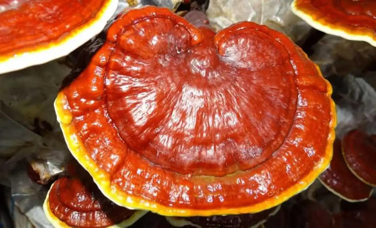 Reishi Mantarı ve Saça Faydaları: Doğal Yöntemlerle Sağlıklı ve Parlayan Saçlar
