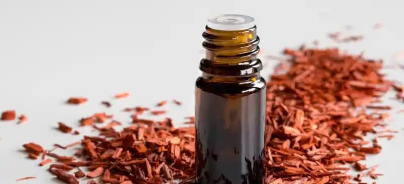 Sandal Ağacı Yağı Kullanımı ve Faydaları: Doğal Kozmetik ve Bakım Rehberi