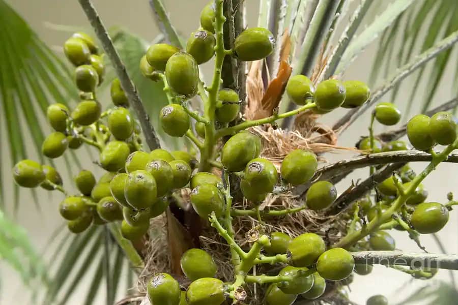 Saw Palmetto Meyvesinin Kozmetik Sektöründeki Yeri ve Saç ile Cilt Sağlığına Etkileri