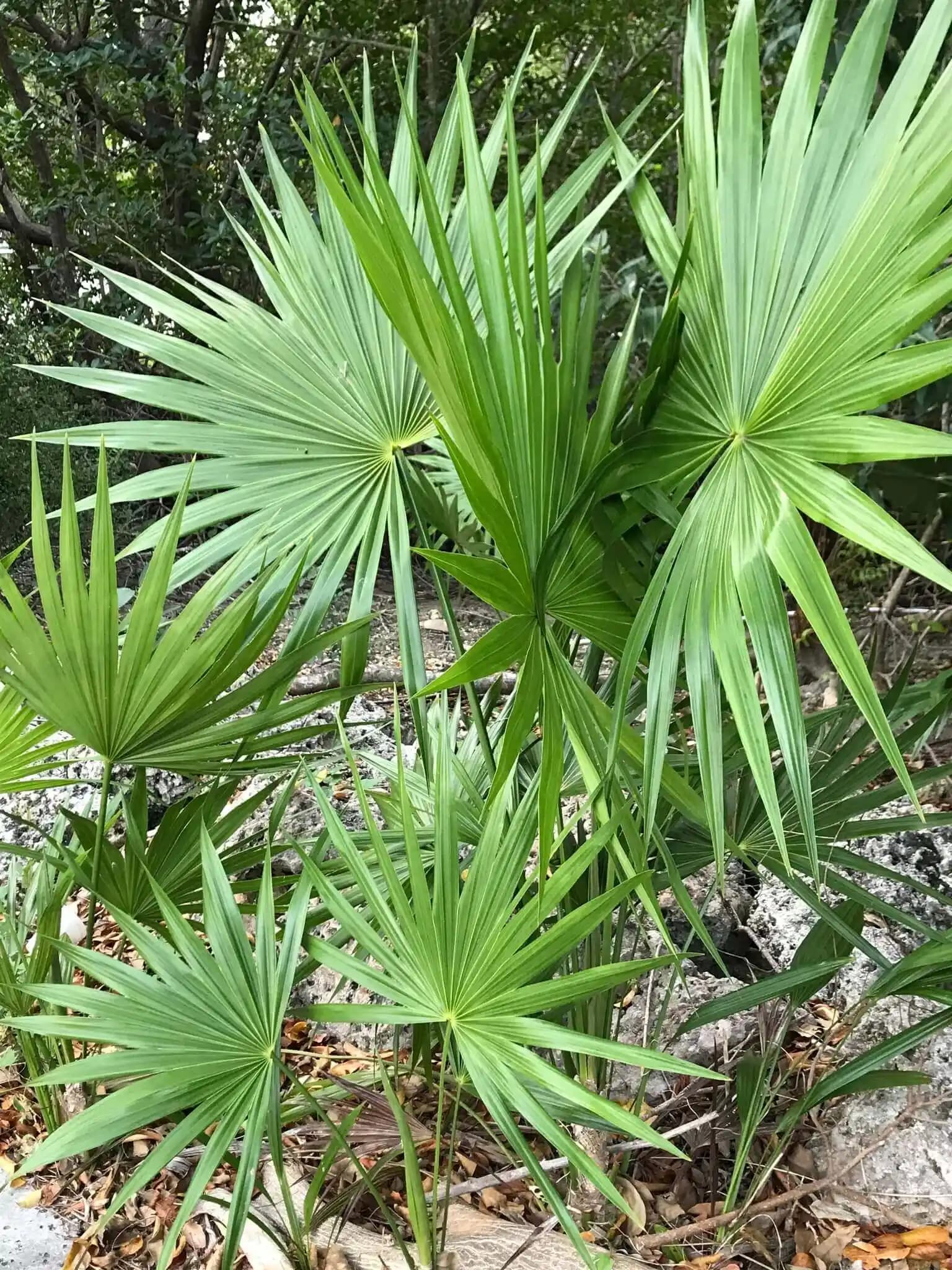 Saw Palmetto'nun Kozmetik Sektöründeki Kullanımı ve Faydaları Hakkında Detaylı Bilgi
