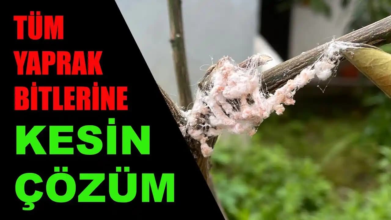 Unlu Bit ile Mücadelede Doğal ve Etkili Ev Yapımı Çözüm Yöntemleri