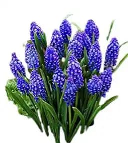 Üzüm Çiçeğinin Kozmetik Sektöründeki Yeri ve Faydaları