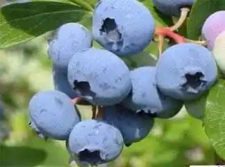 Yaban Mersini Haplarının Güzellik ve Sağlık Üzerindeki Etkileri ve Kullanım İpuçları