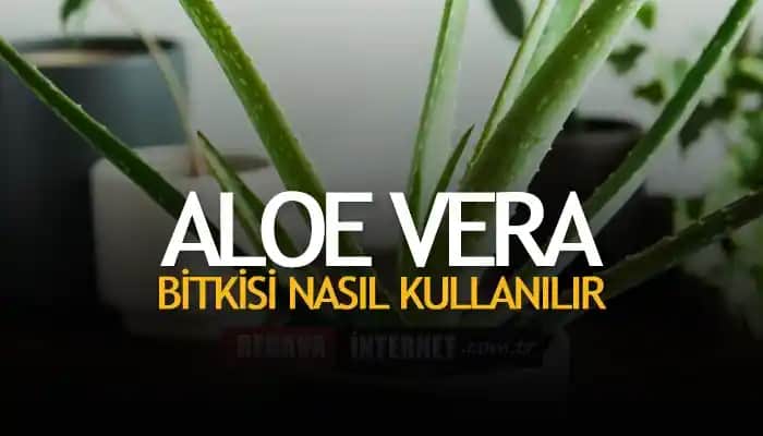Yatmadan Önce Aloe Vera Sürmek: Doğal Güzellik ve Cilt Bakımının Faydaları