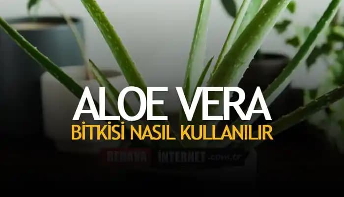 Yatmadan Önce Aloe Vera Sürmek: Doğal Güzellik ve Cilt Bakımının Faydaları