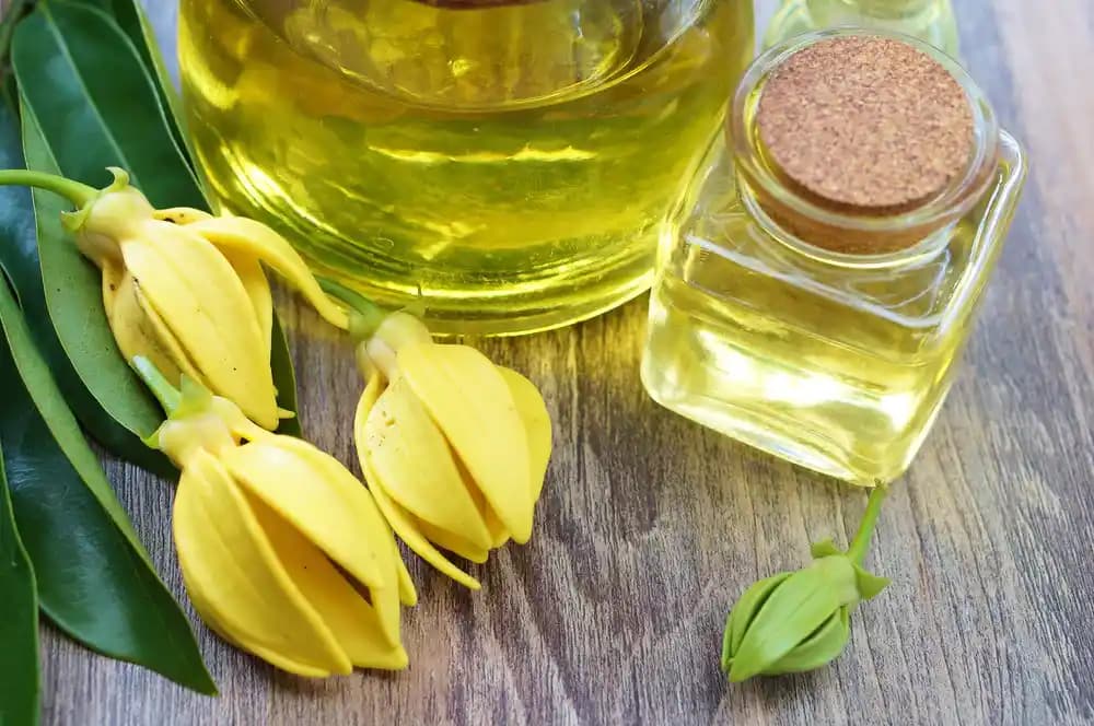 Ylang Ylang Yağı Saç Bakımında Kullanım Yöntemleri ve Faydaları Hakkında Detaylı Rehber