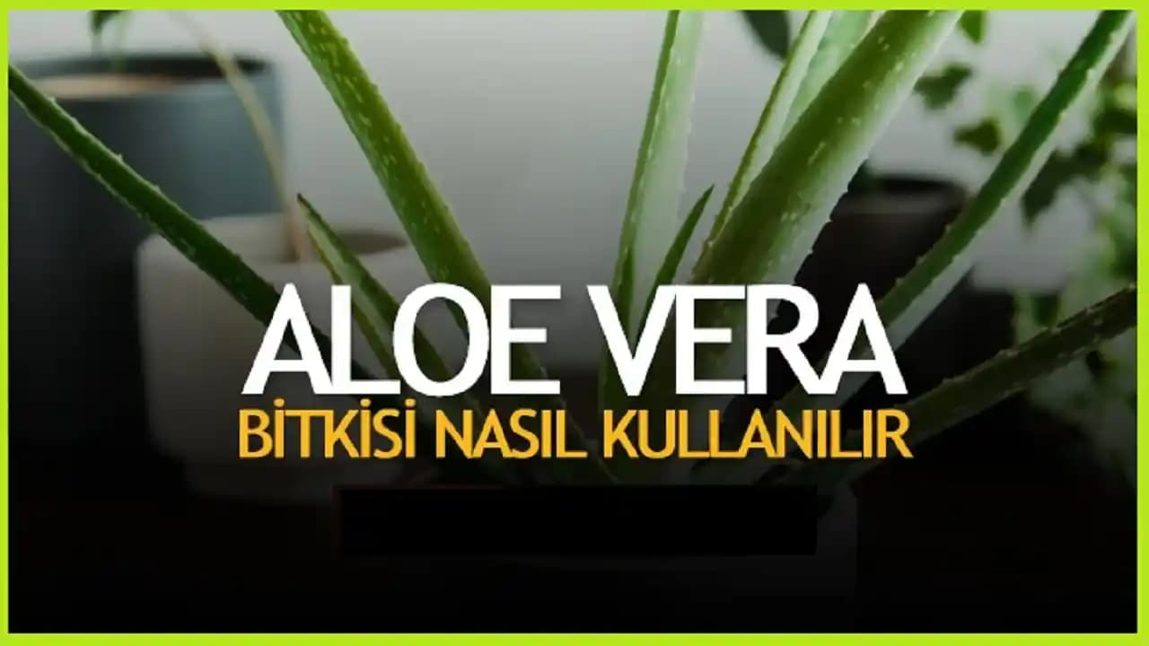 Yüze Aloe Vera Sürmek: Doğal Cilt Bakımında Güçlü ve Güvenli Bir Yöntem