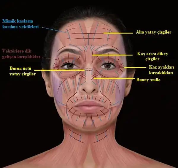 Botoksun Etki Süresi ve Daha Uzun Süreli Alternatif Enjeksiyon Yöntemleri